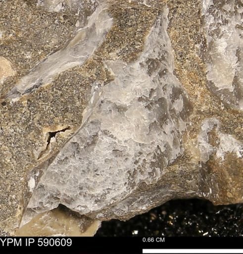 Ostrea translucida?