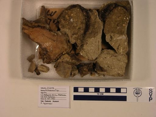 Kritosaurus?