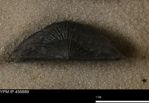 Stropheodonta sp.