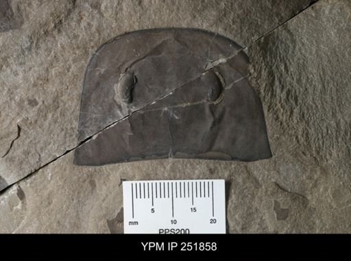 Eurypterus sp.