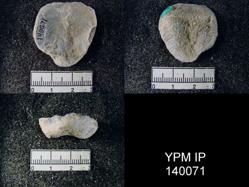 Productus (Waagenoconcha) abichi