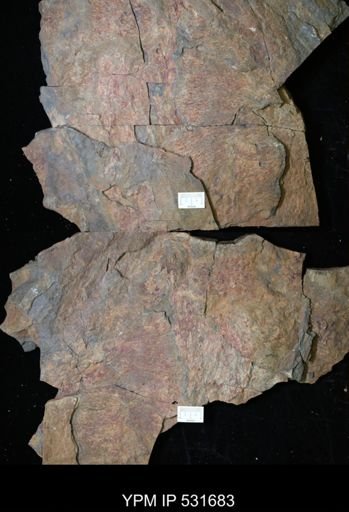 Aegirocassis?