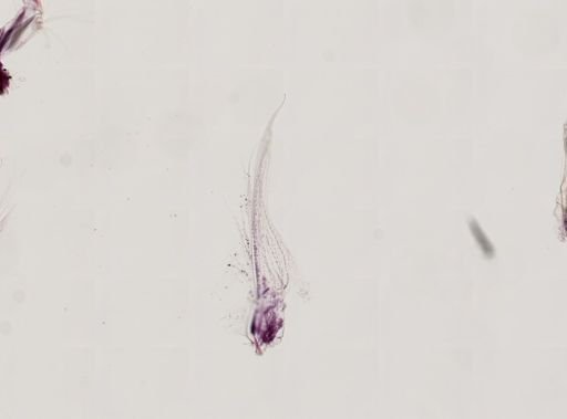 Paranebalia longipes