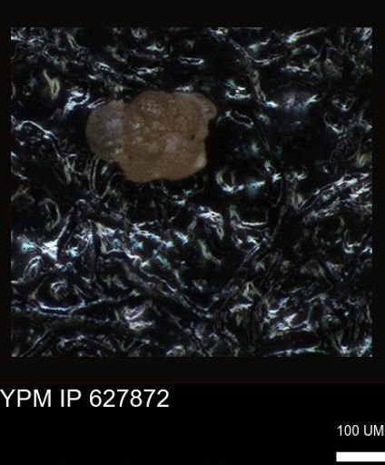 undet. Foraminiferida