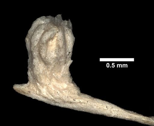 Dasygorgia elegans
