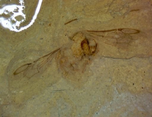 Hymenoptera?