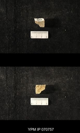Favosites sp.