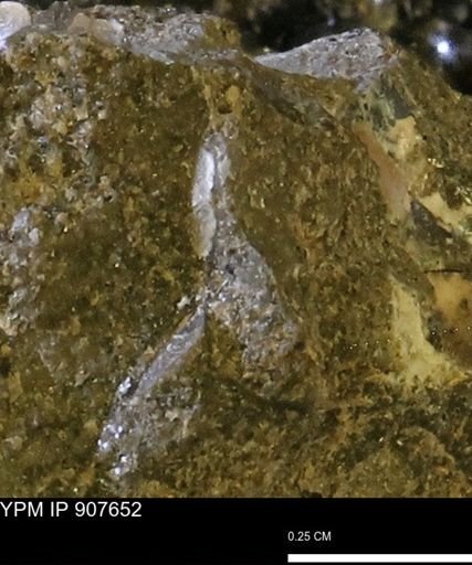 undet. Mollusca