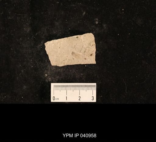 Lecorium elongatum