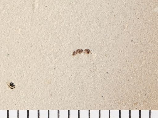 Formicidae