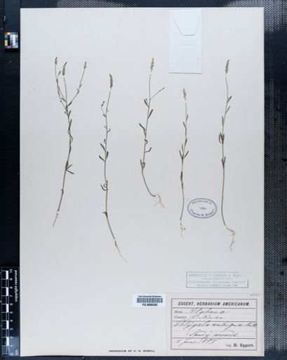 Polygala verticillata