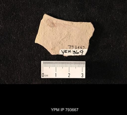undet. Hexapoda