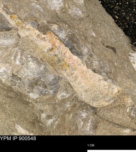 undet. Mollusca