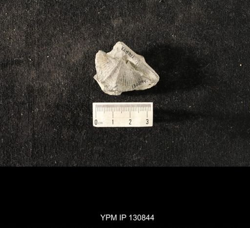 Mucrospirifer sp.