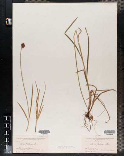 Carex