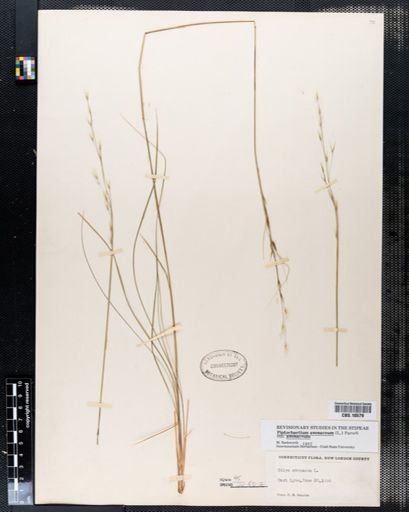 Piptochaetium avenaceum