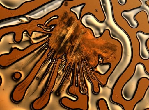Lagisca floccosa