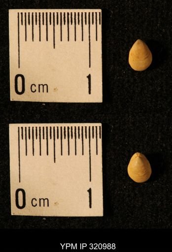 Dielasma elongatum