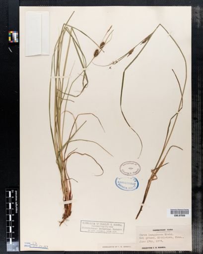 Carex lanuginosa