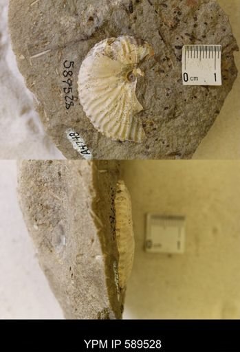 undet. Scaphitidae