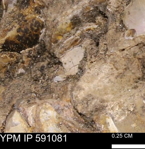 undet. Bivalvia