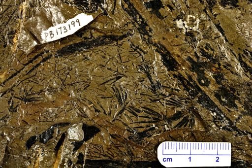 Asterophyllites sp.