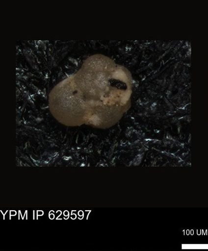 undet. Foraminiferida