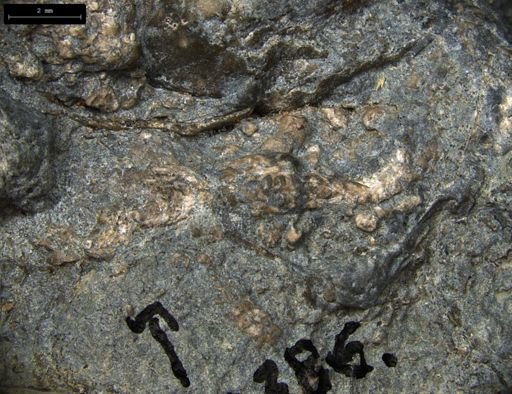 Aplocoma damesii