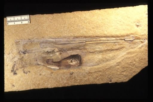 Plesioteuthis prisca