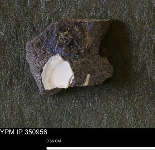 Protocardia sp.