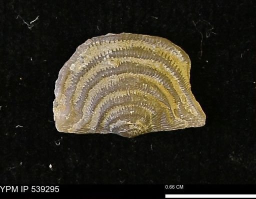 Leptaena sp.