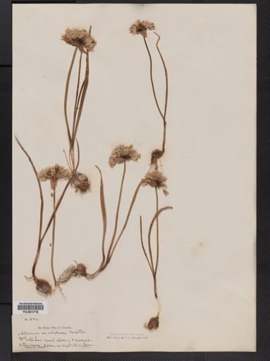 Allium