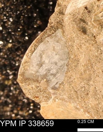 Protocardia subquadrata