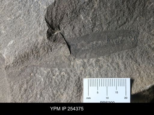 Erettopterus sp.