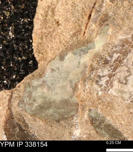 undet. Mollusca