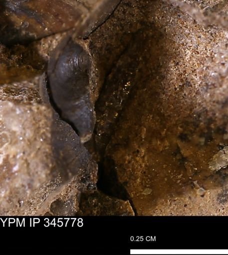 undet. Bivalvia