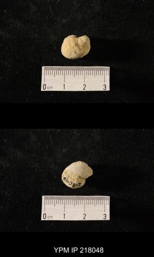 Sphaerodoma sp.