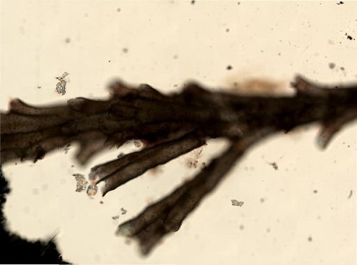 Crisulipora occidentalis