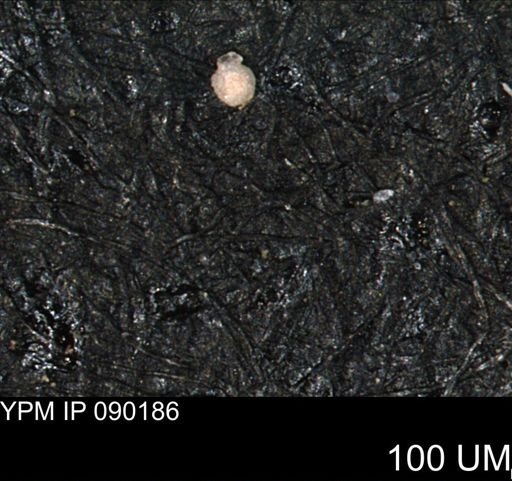Foraminiferida