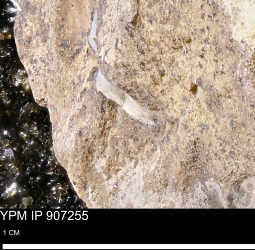 undet. Mollusca