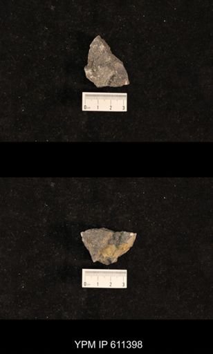 Monticulipora sp.