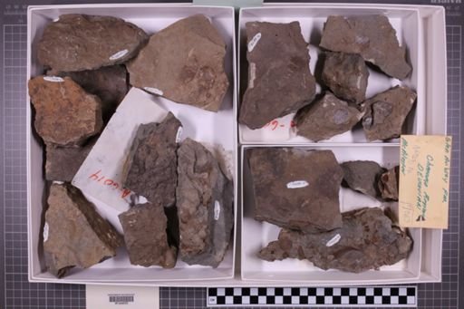 mixed taxa, stratigraphic collection