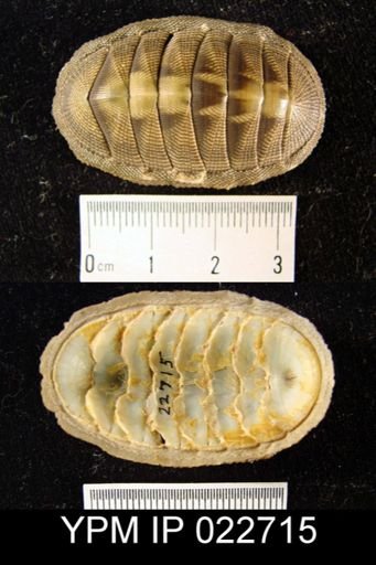 undet. Polyplacophora
