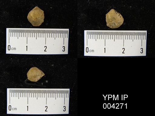 Rhynchonella sp.