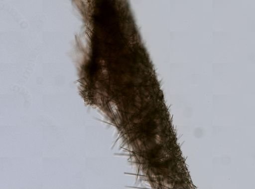 Quasillina brevis