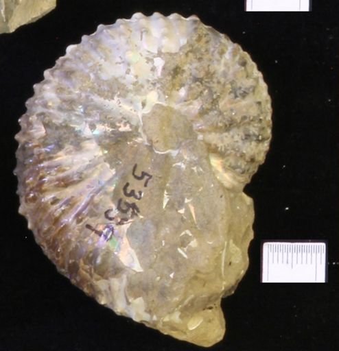 undet. Scaphitidae