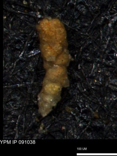 Verneuilinoides hectori