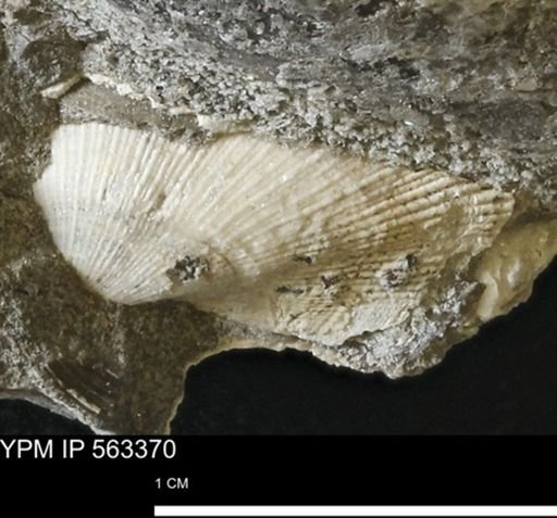 Parallelodon (Cosmetodon) sp.
