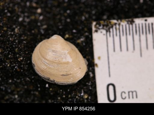 Limopsis striatopunctatus