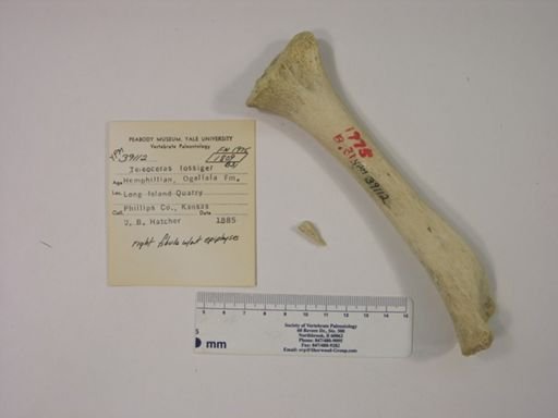 Teleoceras fossiger